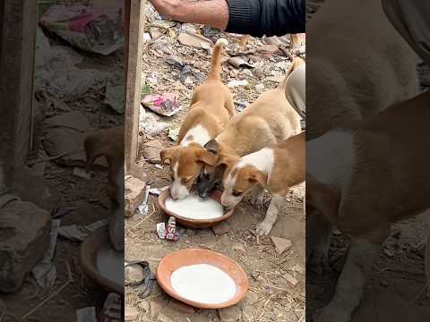Day-99/365 #humanity #trending #explore #dog #doglover #viralvideo