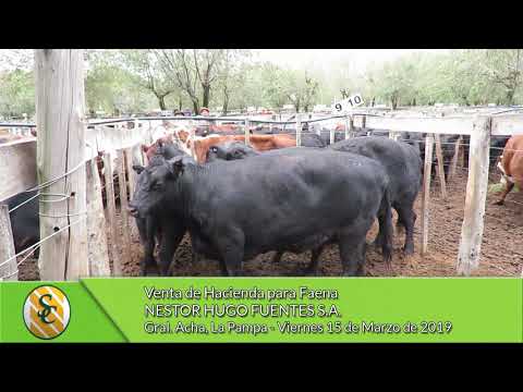 15-03-19 - Venta de Hacienda para Faena - Nestor Hugo Fuentes S.A. - Gral Acha