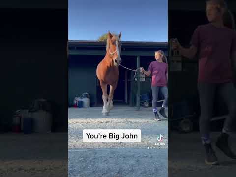 , title : 'Big John, one of the tallest horses in the world 🥰'