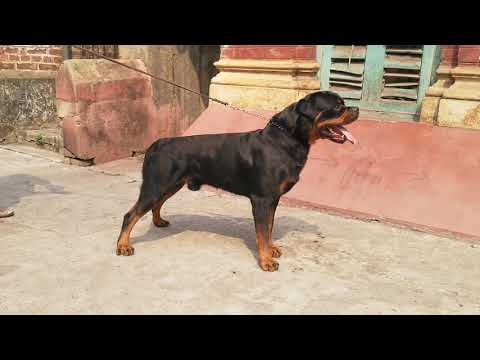 download lagu mp3 mp4 Dragicevica Rottweiler, download lagu Dragicevica Rottweiler gratis, unduh video klip Dragicevica Rottweiler