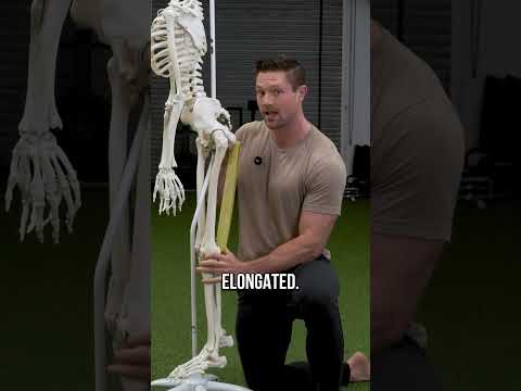 Pelvis line shaping routine preview