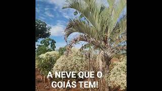 SO DEPOIS QUE MUDEI PRO GOIÁS EU TIVE ESTE PRIVILÉGIO