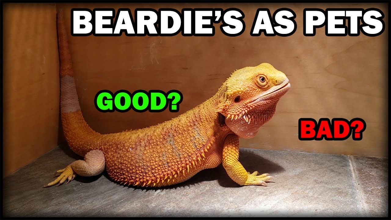 Do Bearded Dragons Make Good Pets?