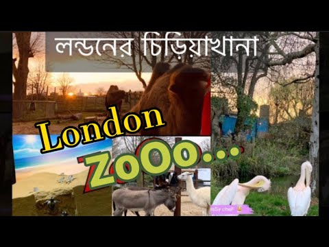 LONDON ZOO Walking Tour - England (4K)