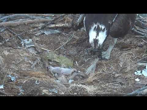 5/26/18 ~ BOULDER OSPREY, MOM KNOCKS CHICK #1 FOR A TUMBLE