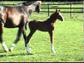 Sesame Street 4 Days Old Galloping With Mom Mpg