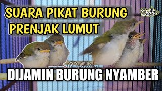 Download lagu Suara Pikat Prenjak Lumut , Paling Ampuh mp3