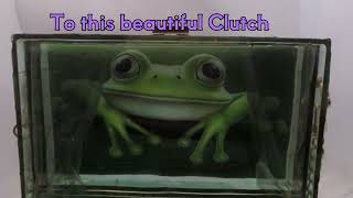 Frog Resin Clutch