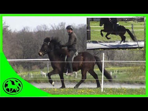 What to do with anxious and skittish horses?