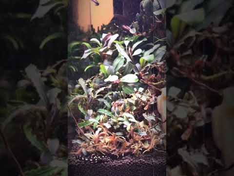 My LostWorld Nano Tank Aquarium - Natural Rich Mix Cubic 30 Tank Wood Style