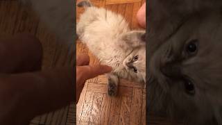 我が家的、猫との幸せな暮らし
