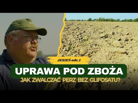 Prof. Piechota offers advice on how to control couch grass without glyphosate. Growing for cereal...