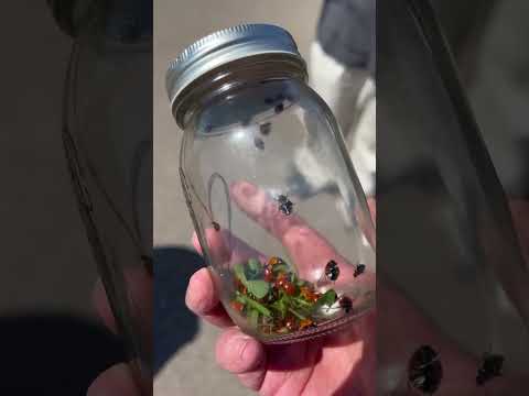 学校でてんとう虫を捕まえる