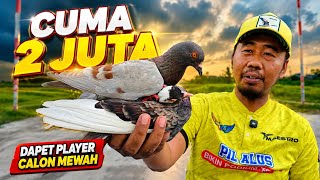 Download lagu Cuma Modal 2 Juta‼️ Dapet Merpati Calon Mewah Buat Lini Depan Team Maestro‼️ mp3