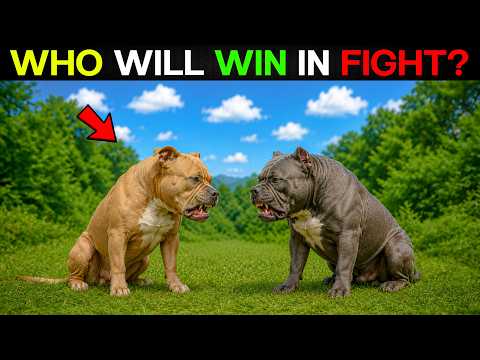 Pitbull vs American Bully - Who will win in a fight ?