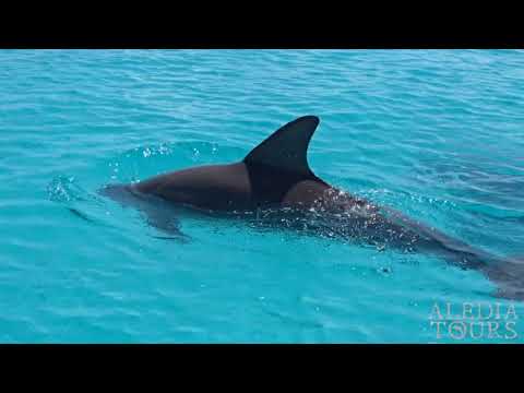 Aledia Sian Kaan (Video von Steffi Feustel)