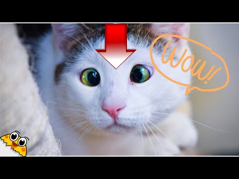 Funny, Cute Dog and Cat 😺👯😺 Cats, Dogs and Owners are the best friends 💗 #animals #funnycat