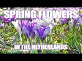 Spring Flowers Most Beautiful Attraction In The Netherlands