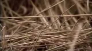 Monkey Trick - No Horns, No Halo