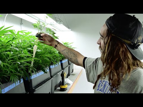 Maconha -  Como funciona a produção no Colorado