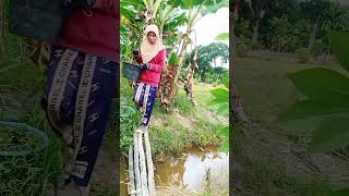 Download lagu Rutinitas Hari ini Metik Daun Kemangi Dikebun #elagarden #gardening #panensayuran #kemangi #panen mp3
