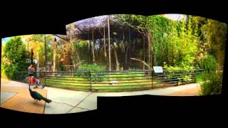 preview picture of video '8_1 Reid Park Zoo: Quiet Lar Gibbons: Pt. 2'