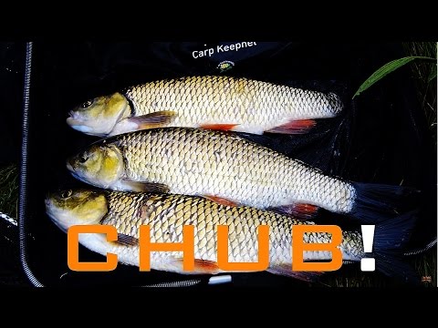 Chub on the stick float - stream trotting