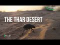 The Thar Desert The Secret Lives Of A Harsh Desert Desert Ecosystems RoundglassSustain