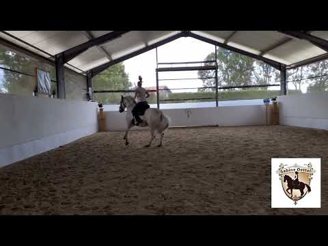 Training fliegender Galoppwechsel