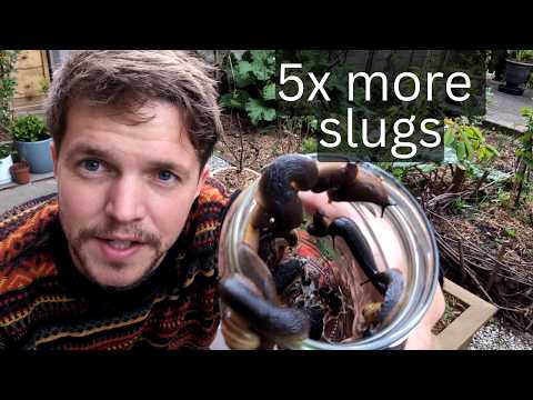 Irresistible Slug Bait: Best Bait + Trap Optimization Tips
