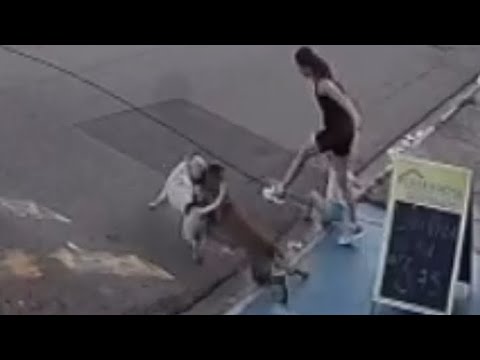 PASTOR BELGA MALINOIS ENFRENTOU UM PITBULL!! 😱