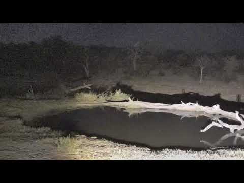 Djuma: Giraffe browsing and Wild Dog calling audio - 04:16 - 08/30/18