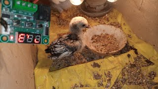 سلور سبرائیٹ چوزہ ڈیڑھ ماہ کا ہوگیا - 🐥🐥 chicks update