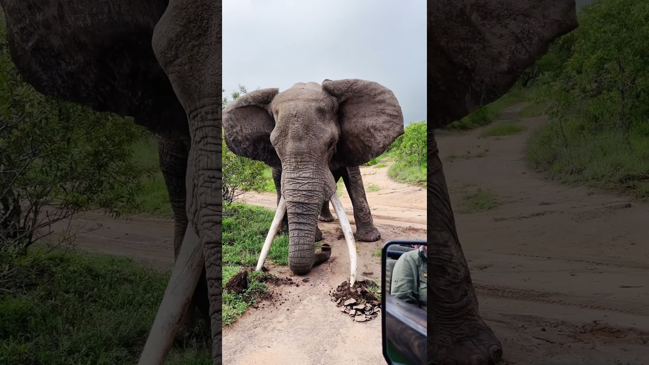 Elephant Big Tusker Crushes Ground in Powerful Display