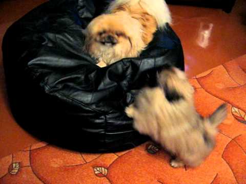 Oziris, Nikoleta, pekines