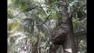 preview picture of video 'Dalakit Tree Deform - Philippines'