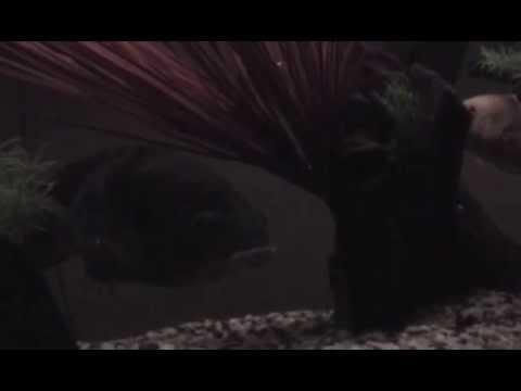 BLOODY Tiger Oscar Attack