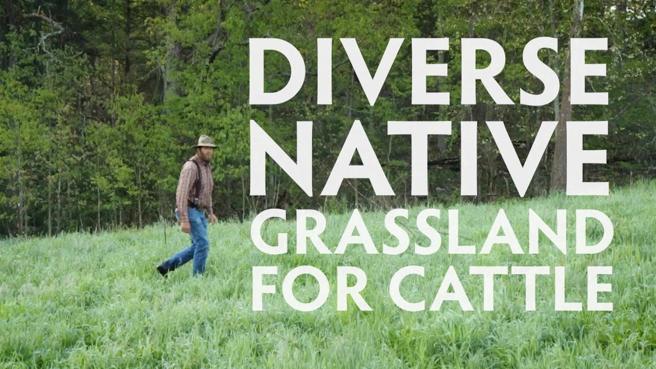 Diverse Native Grassland for Cattle - Overview