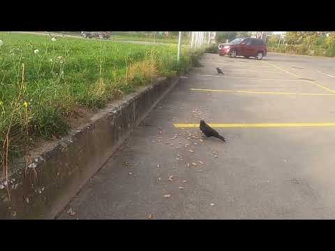 Black-headed gulls arrive but crows regain the field with Seymour, ducks and Mew gulls!