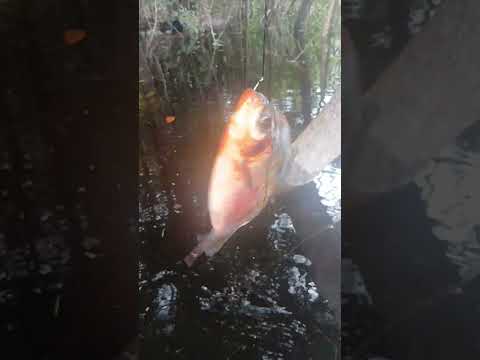 Pescaria de Pacu com Espinhel #videoshorts