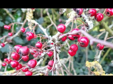 The dose makes the poison