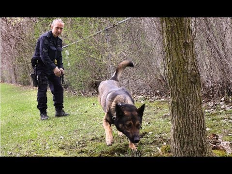 Watch how cadaver dogs find human remains for police