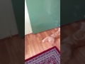 ORANGE CAT EATS A MICE GOING CRAZY