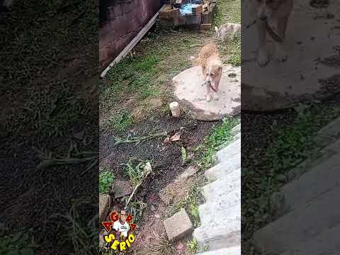 MORADORA NÃO SABE MAIS OQUE FAZER COM A FOSSA VAZANDO NO BAIRRO DA PALMEIRA