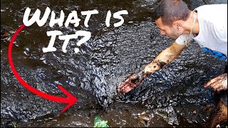 WHAT WAS LIVING in This TAR WATER?!