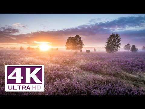 Schönste Heidefläche? Wacholderwald Schmarbeck in 4K | Lüneburger Heide