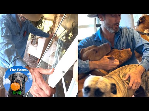 Dogs OVERJOYED to see their DAD come home | The Farm for Dogs