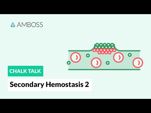 Secondary Hemostasis - Part 2: Cell-Based Model of Coagulation