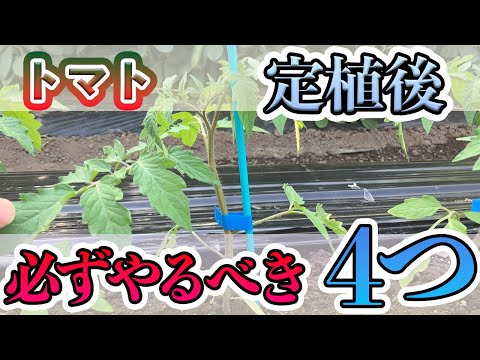  4月末にトマトを植えることはできますか？それらをうまく植えるにはどうすればよいでしょうか？簡単なビデオガイド  庭園