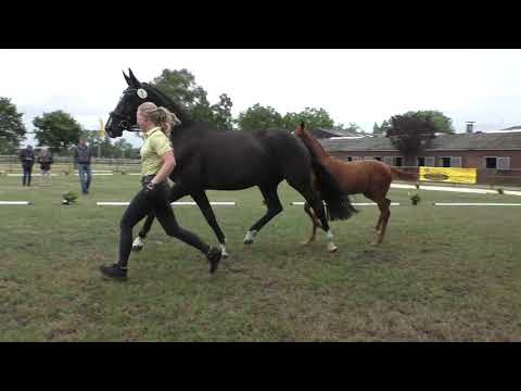 Sudweyher Fohlentermin 2020 - Kat.-Nr. 01